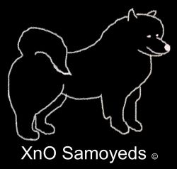 XnO Samoyeds