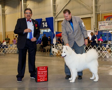 GCH CH XnO's True Love Ways BN RI BCAT CGCA CGCU TKN FITS  (Buddy)