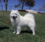 GCH CH White Star's Danger Zone FCAT RATN CGCU TKN ATT FITS (Cruise)
